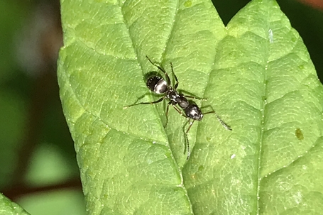 Naturhelden